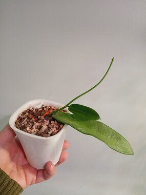 Hoya Celata White Dragon